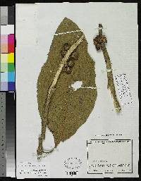 Aegiphila cuatrecasasii image