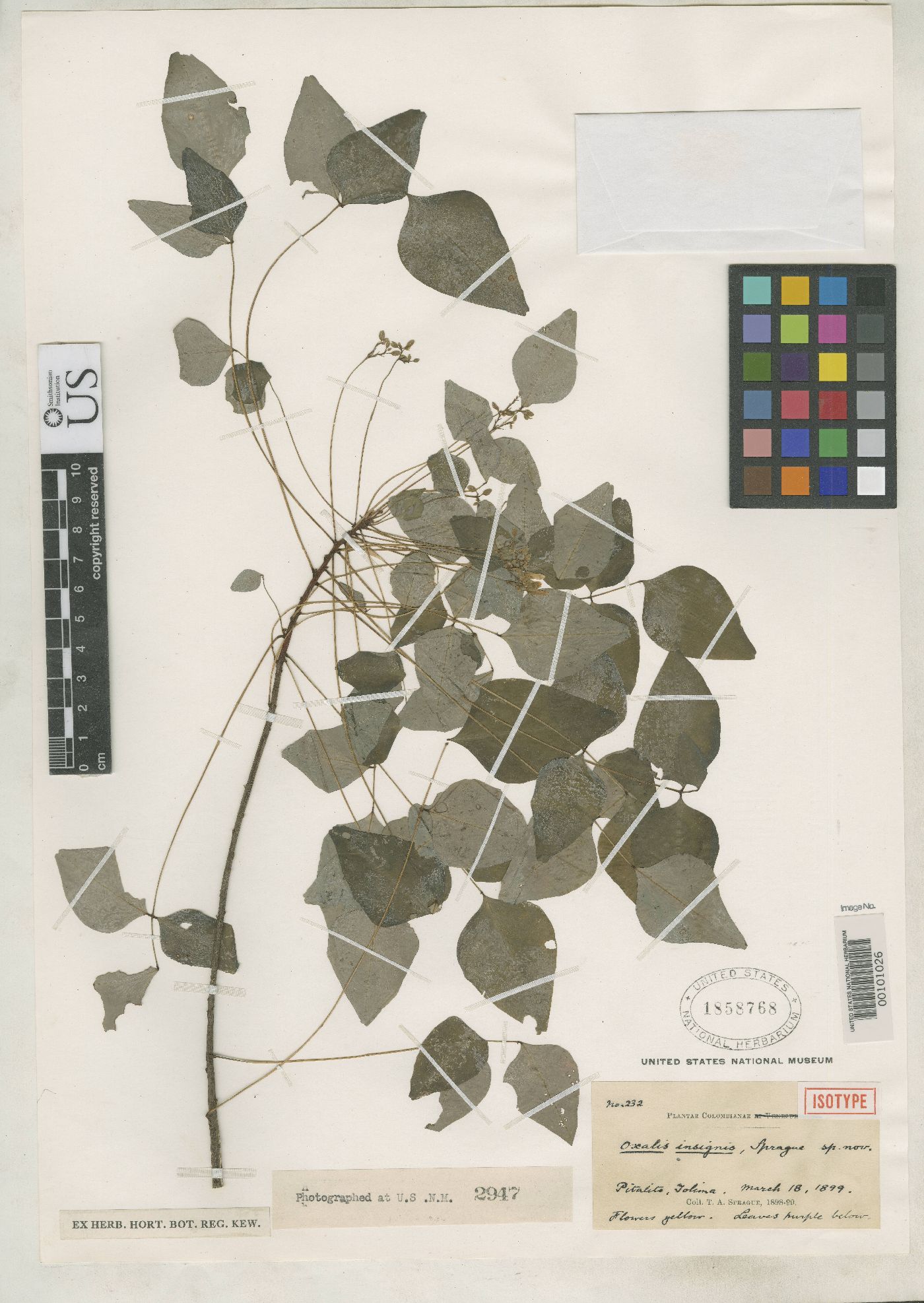 Oxalis insignis image