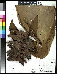 Image of Heliconia atropurpurea