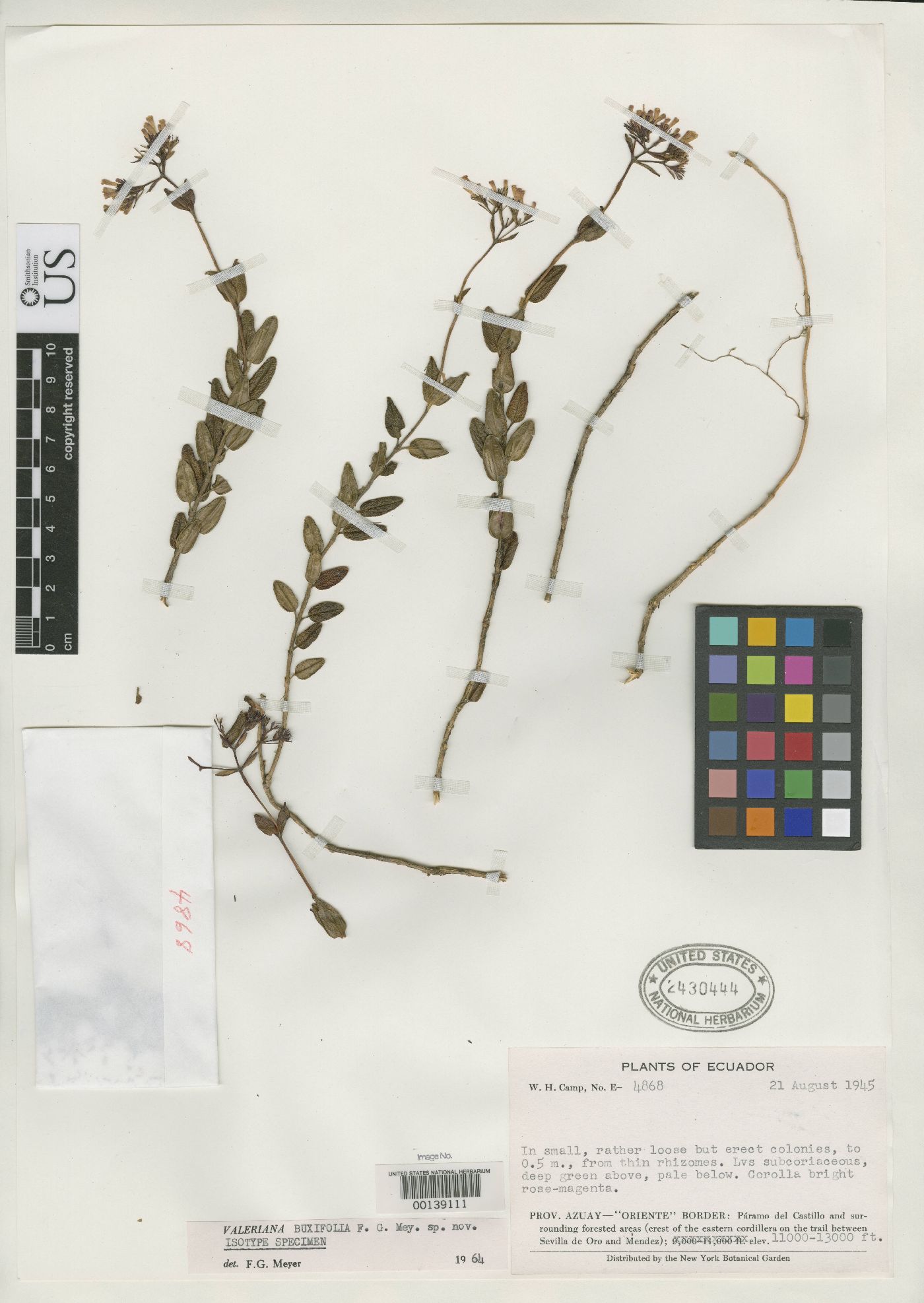 Valeriana buxifolia image