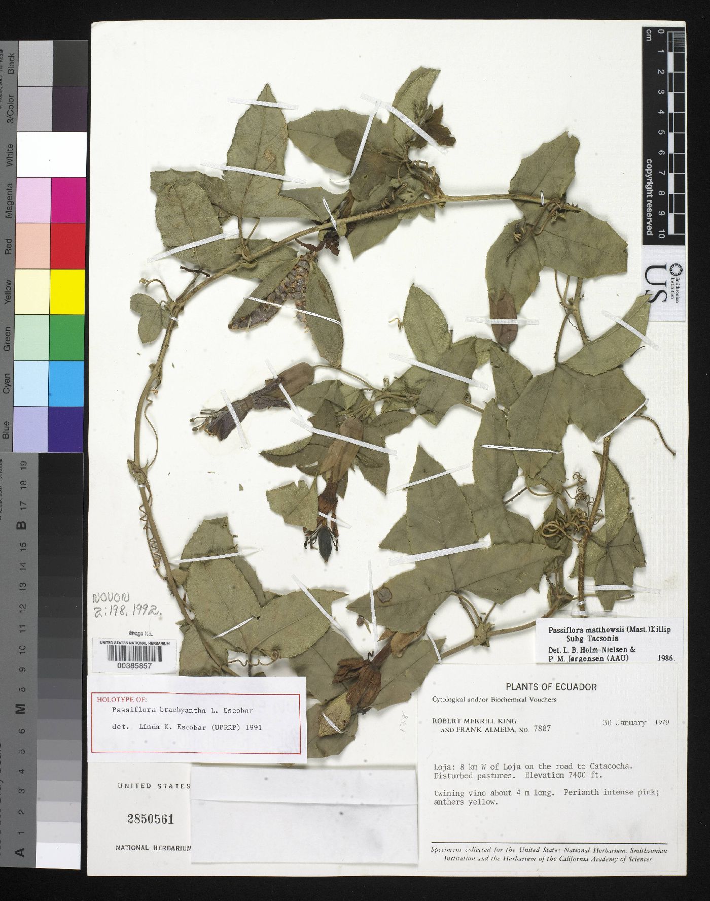 Passiflora brachyantha image