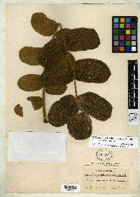 Image of Comocladia guatemalensis