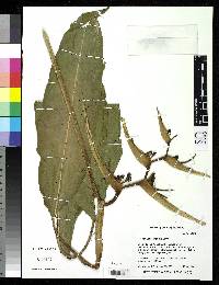 Image of Heliconia clinophila