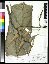 Heliconia lutea image