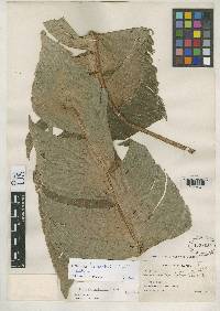Image of Heliconia lankesteri