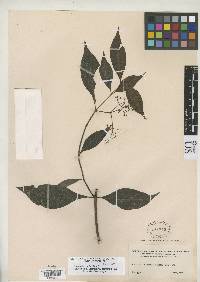 Image of Psychotria fortuita