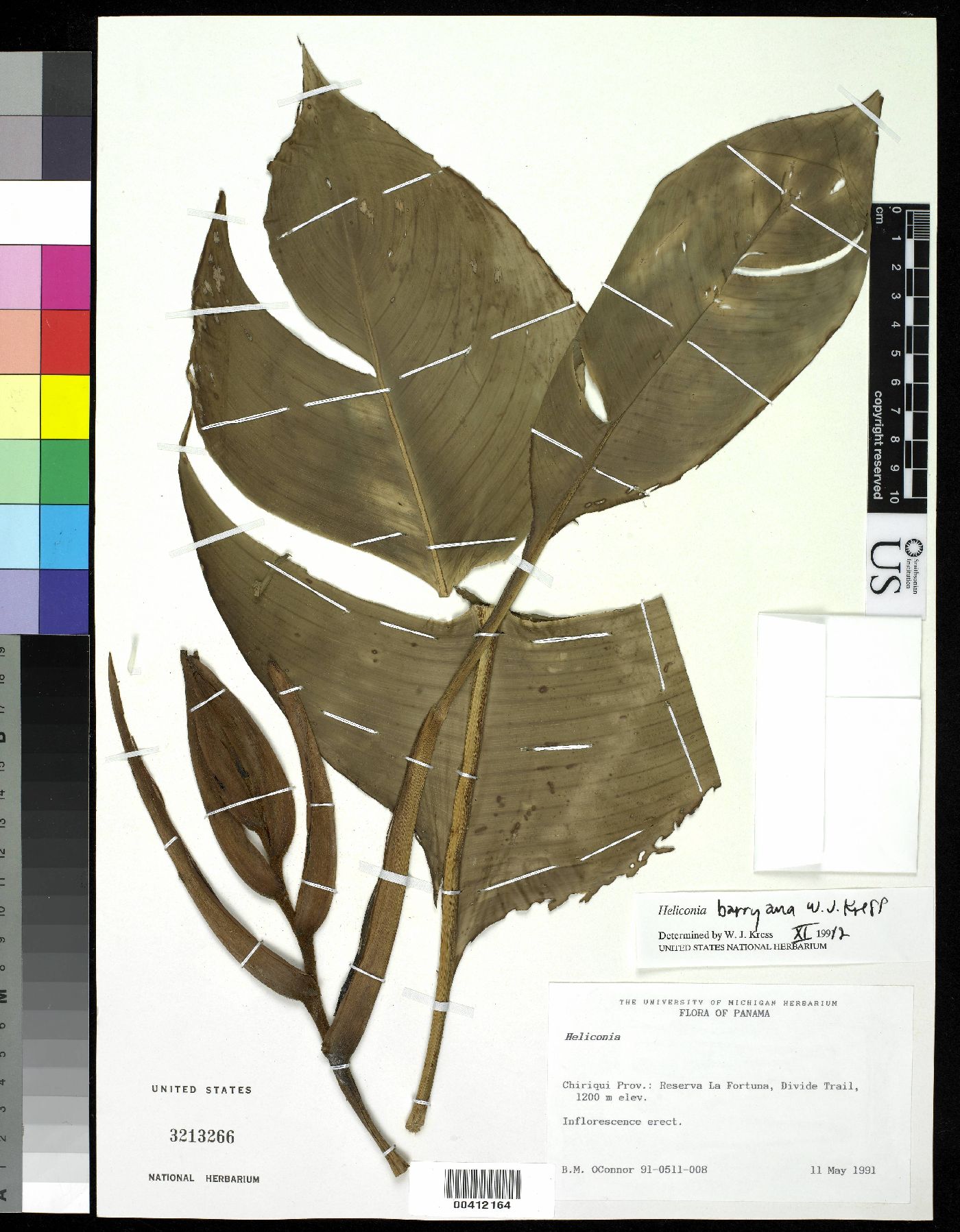 Heliconia barryana image