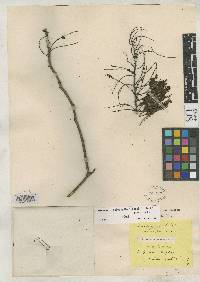 Image of Entada polyphylla
