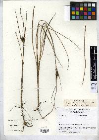Carex tamana image