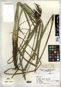 Image of Carex jamesonii