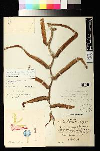 Heliconia aemygdiana image