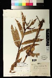 Heliconia cordata image