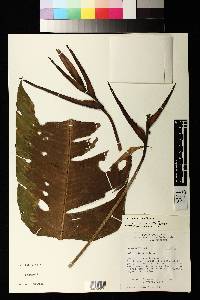 Heliconia subulata image