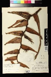Heliconia spathocircinata image
