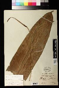 Heliconia subulata image