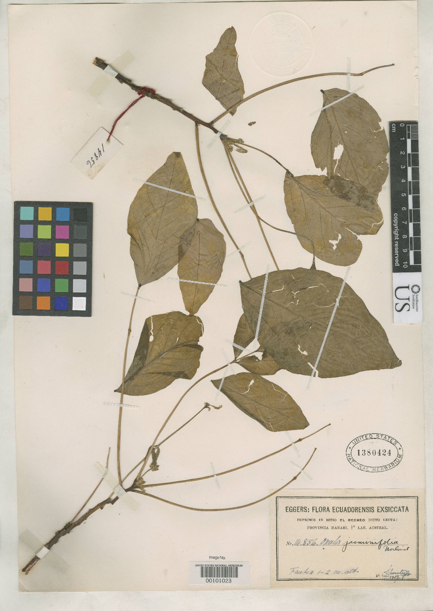 Oxalis jasminifolia image