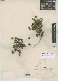 Image of Geranium confertum