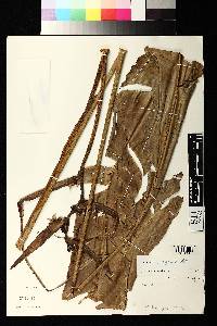 Heliconia angusta image