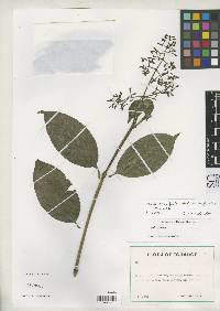 Image of Psychotria fusiformis