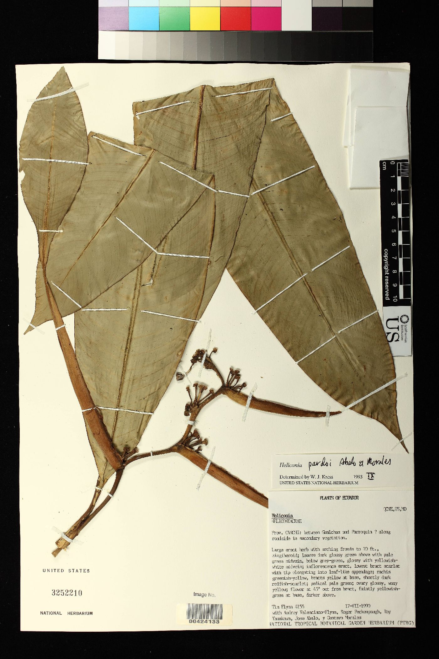 Heliconia pardoi image