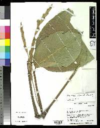 Image of Calathea ischnosiphonoides