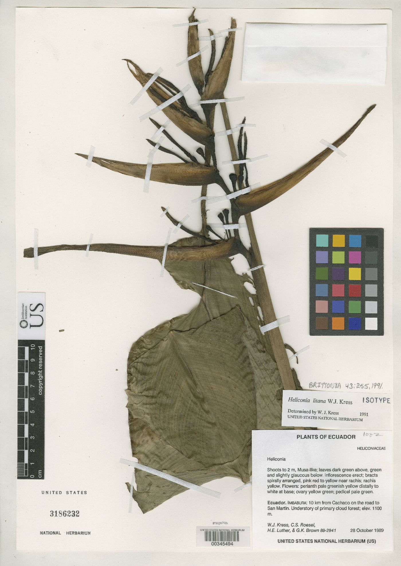 Heliconia litana image