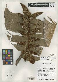 Heliconia lutheri image