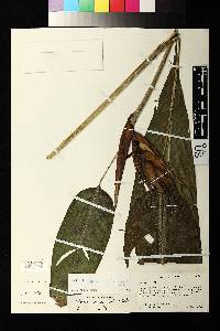 Heliconia ignescens image