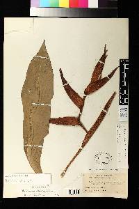 Heliconia irrasa image