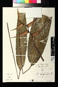 Heliconia lindsayana image