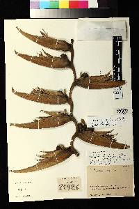 Heliconia griggsiana image
