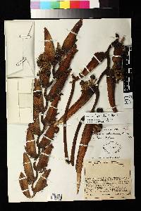 Heliconia laxa image