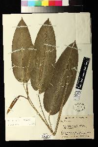 Heliconia julianii image