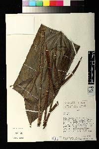Heliconia velutina image