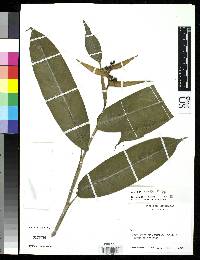 Heliconia crassa image