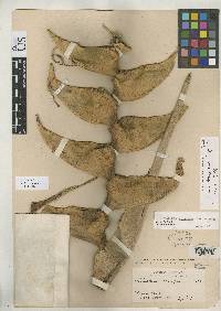 Heliconia champneiana image