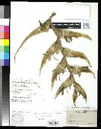 Heliconia lennartiana image