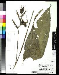 Image of Heliconia osaensis