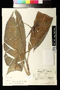 Heliconia metallica image